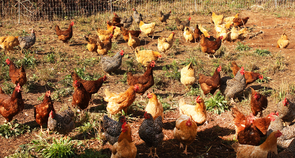 Pasture Chicken