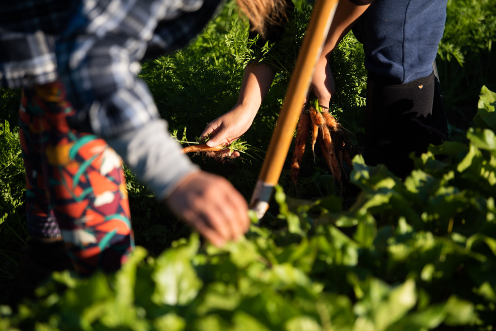 Fresh Vegetables
